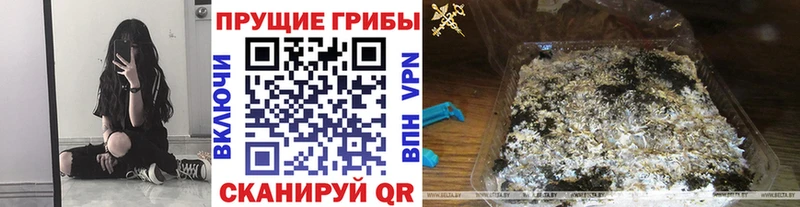 мега вход  купить наркоту  Североуральск  Галлюциногенные грибы GOLDEN TEACHER 